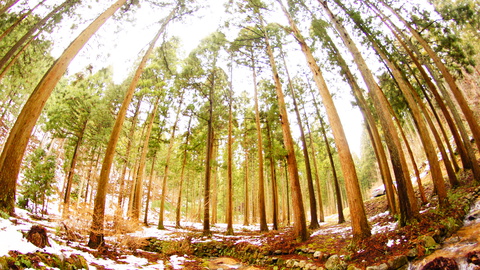 神聖な雰囲気の杉林 α55 RoxinonFishEye