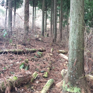 広い尾根に出る。道がちょっとわかりづらい