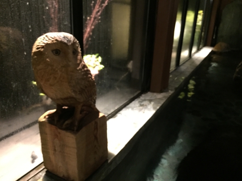 フクロウが覗いていました