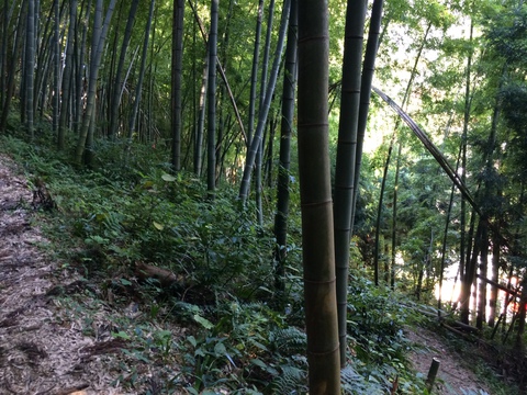 杉林から竹林へ