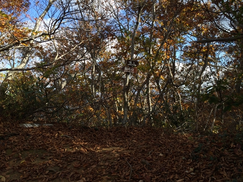 最後の分岐。 枯淵側を記憶し頂上へ。