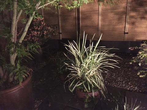 夜の庭園はライトアップされ美しい