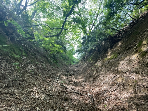 古道らしい切り開かれた道
