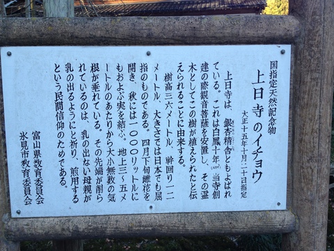 上日寺のイチョウの案内板
