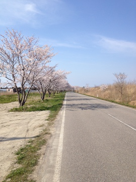 フラットな桜並木の道