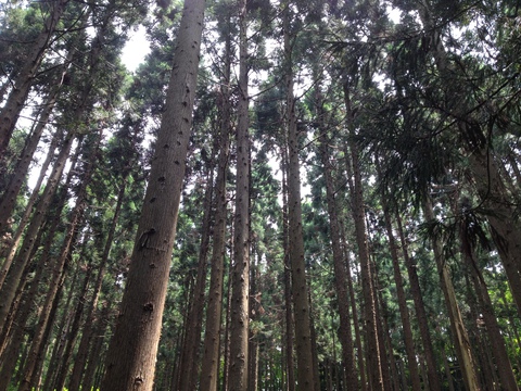気持ちのいい杉林からの木漏れ日