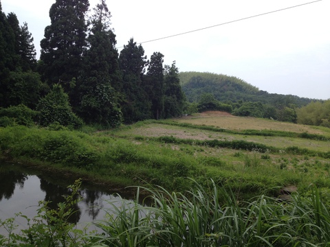 池のむこうには田園風景
