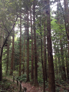 景色は一変して杉林