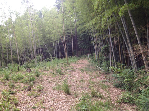 やがて竹林へ