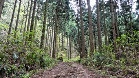 ここからは未舗装路。杉林は続く