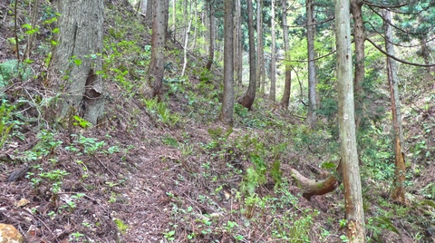 ここから谷を越えて向こうの尾根にうつる