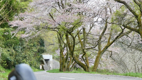 坂を登って北陸自動車道トンネルへ