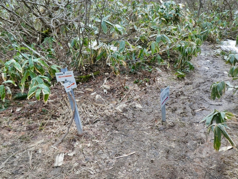鉄塔加賀幹線29番が横にあるので寄り道してもいい