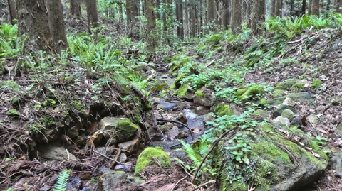 みなれた苔むした沢