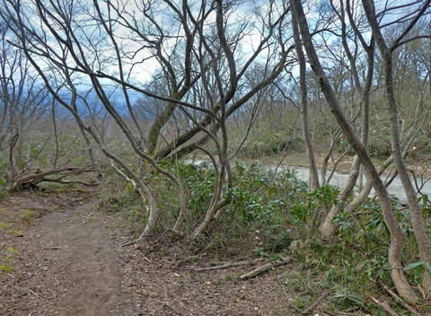 舗装路が見える。犀鶴林道だ