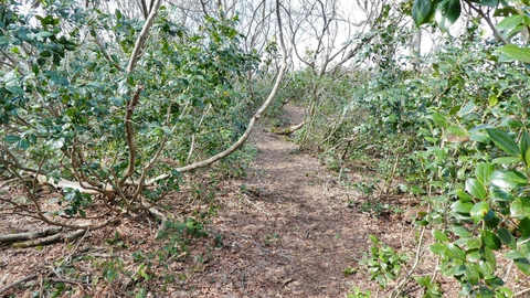 綺麗に切り開かれている道
