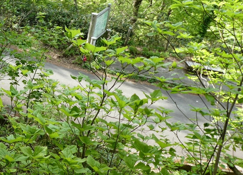 しがらくびの駐車場、ここから登るのが最短