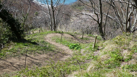 整備されていて折れているので安全