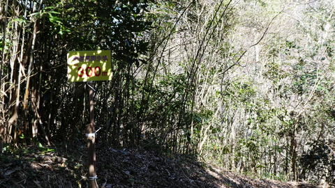 群生地まで300m、すでに雪割草がちらほら咲いている