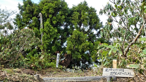 288段目で見返り杉と対面。ねぎらいの看板がうれしい