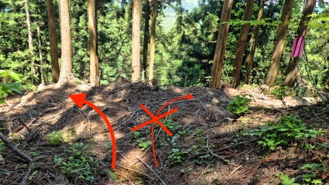 杉林に出るここから林道まで迷わないように注意