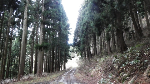 杉林が気持ちいい