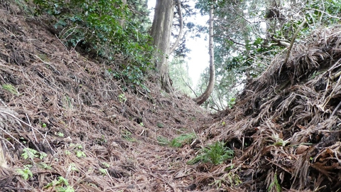 杉の枝でふかふかの登山道