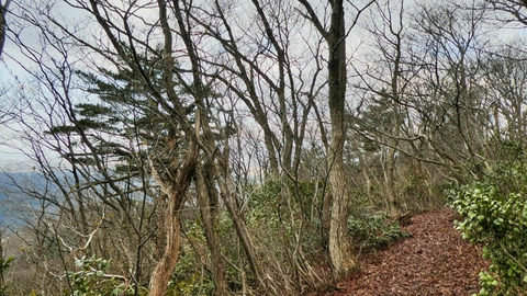 稜線で気持ちいいが標高はやや落ちる