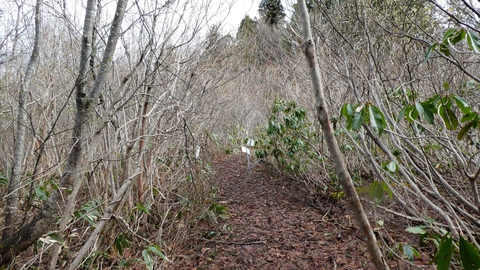水平で気持ちいいラン