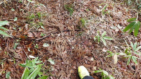 杉の枝でふかふか。水平でトレラン向け