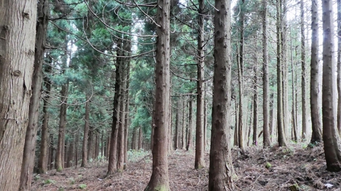 理想的なトレイル