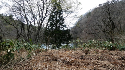 木の隙間から大池が見える