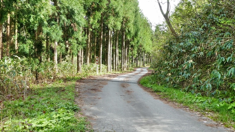 とても静かな細道