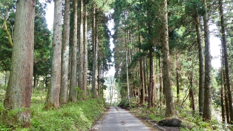 杉林を下っていく