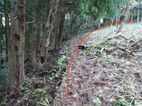 ケヤキの森と展望台に向かう