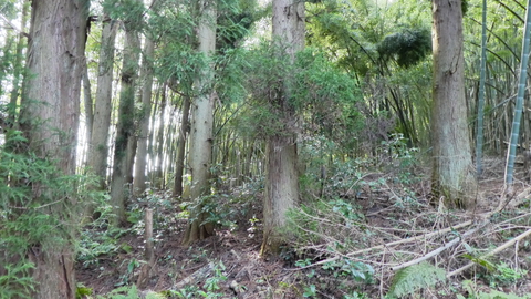 すぐに行き止まり。ケヤキの森ではなさそう