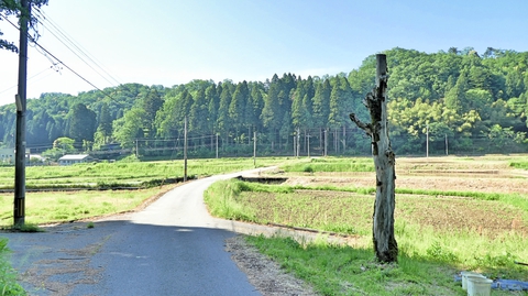 田園に出た金剛寺町