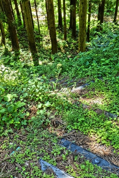 プラスチック階段で河原まで降りれる