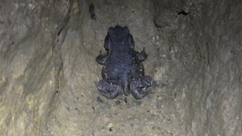 第一カエルも発見