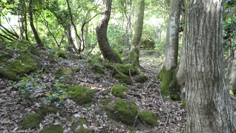 岩はもれなくコケ色