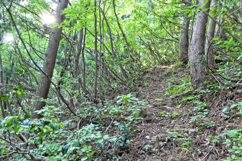 はっきりとした登山道を100メートル位登る