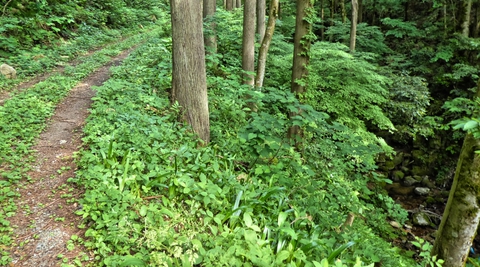 車の轍がついている渓流沿いの林道を歩く