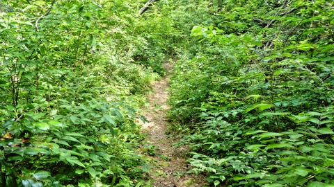 ここからは再び登山道らしく