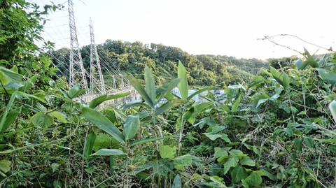 やがて草影に設備の影が