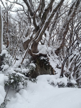 名物の岩からまり木