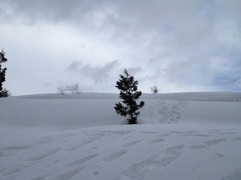 歩きやすい雪原
