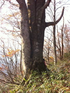 全周3.8mのブナの巨木