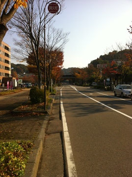 金沢大学横の並木