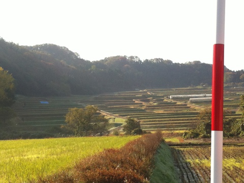 県道210号線沿いの棚田風景