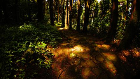 木漏れ日が美しい石畳の道